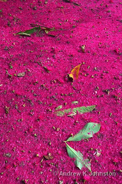 0410_40D_0560.jpg - Malay Apple blossom, Andromeda Gardens, Bathsheba